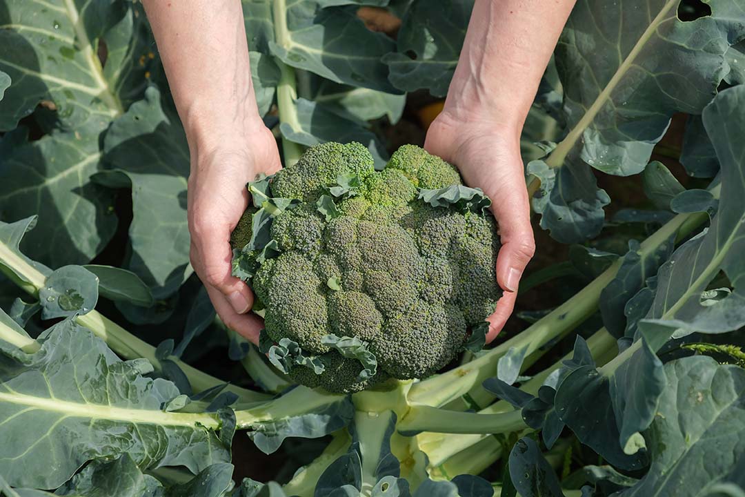 Sulforaphan: verstecktes Superfood seit 2000 Jahren